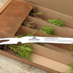 Cosmos Antiquity Plugs in Recyclable Packaging
