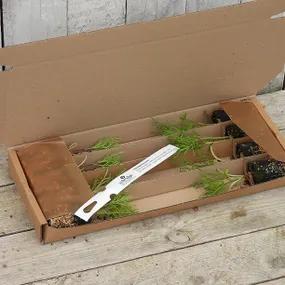 Cosmos Apricotta Plugs in Recyclable Packaging