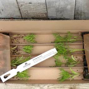 Cosmos Daydream Plugs in Recyclable Packaging
