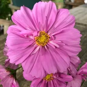 Cosmos, Double Click Rose Bon Bon