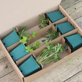 9cm Potted Cottage Garden Herbaceous Collection in Packaging