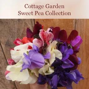 Cottage Garden Sweet Pea Collection