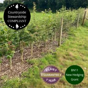 Hedge Mix, Countryside Stewardship (50 Pack)