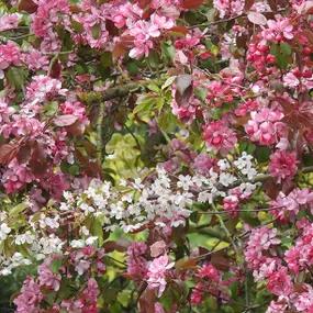 Blossom on Cox's Orange Pippin Apple Tree