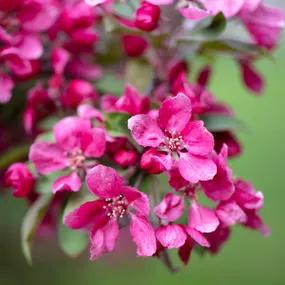 Liset Crab Apple Blossom