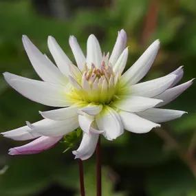  Crazy Love Dahlias Flower Head