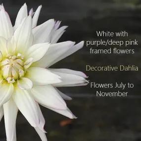 Reason to buy Crazy Love Dahlias