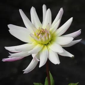 White with purple rim dahlia - Crazy Love