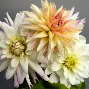 Ivory Cream Dahlia Collection