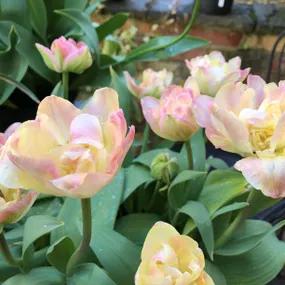 Creme Upstar Tulip 