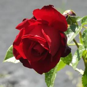 Crimson Cascade Rose