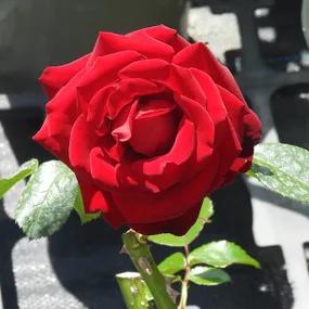 Crimson Cascade Rose Head