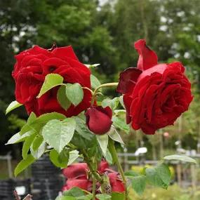 Crimson Cascade Climbing Roses