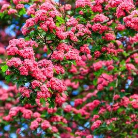 Crimson Cloud Hawthorn blossom