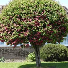 Crimson Cloud Hawthorn Tree