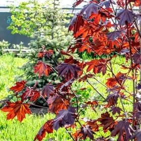 Crimson Sentry Maple Tree (Acer platanoides Crimson Sentry)