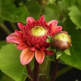Daisy Duke Dahlia Flower