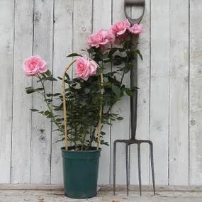 Dancing Queen Potted Rose