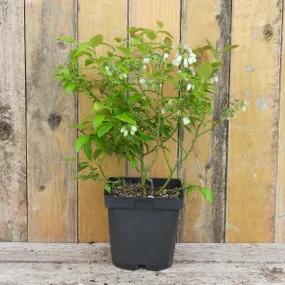 2 litre potted blueberry darrow plant