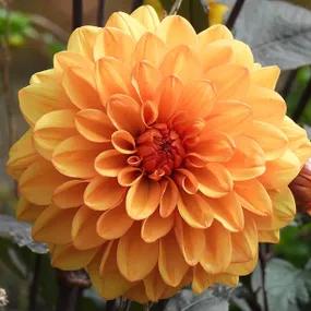 David Howard Dahlias