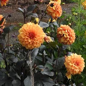 David Howard Dahlias in Flower Border