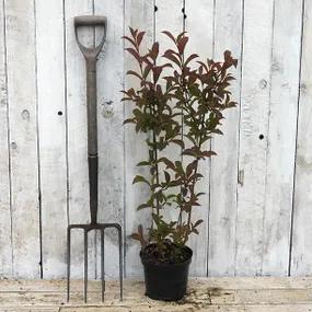 3 Litre  Potted Dawn Arrowwood Viburnum Plants