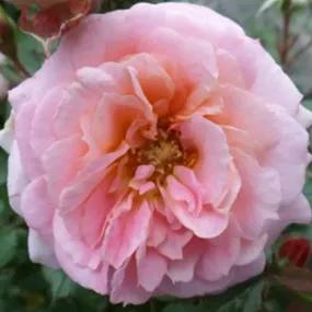 Dearest Floribunda Rose