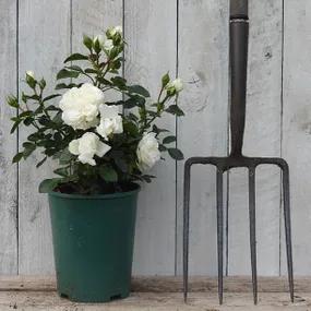  Diamond Dad Potted White Roses