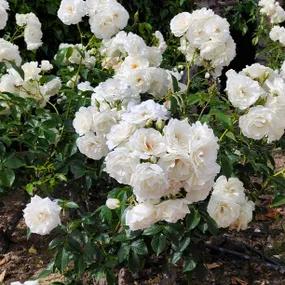 Diamond Dad - Floribunda