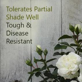 Roses that tolerates shade - Diamond Dad Rose