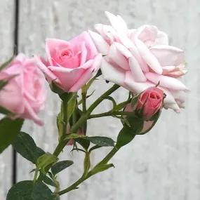 Diamond Wishes Pink Patio Roses