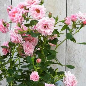 Diamond Wishes Pink Roses