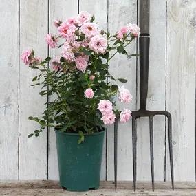 Diamond Wishes Potted Rose