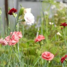 A Dianthus Collection