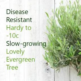 Disease Resistant Olive Trees