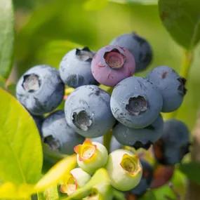 Draper Blueberry Plants