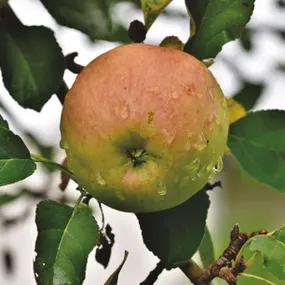 Dunkertons Late Apple Trees