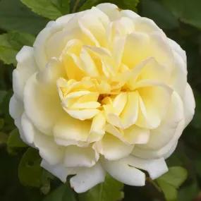 Easlea's Golden Rambler Rose