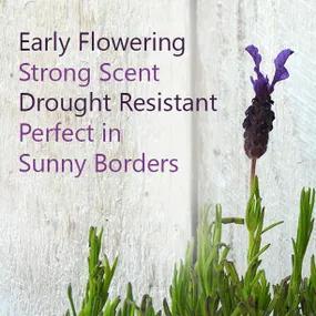 Early Flowering Lavender - Regal Splendour