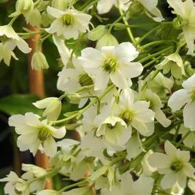 Early Sensation Clematis