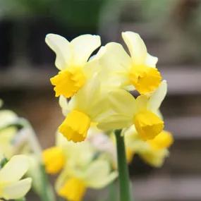 Eaton Song Miniature Daffodil Bulbs