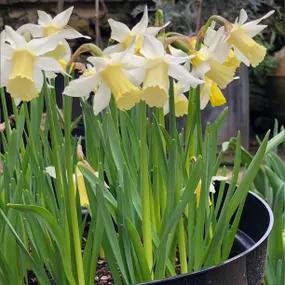 Elka Daffodil Bulbs
