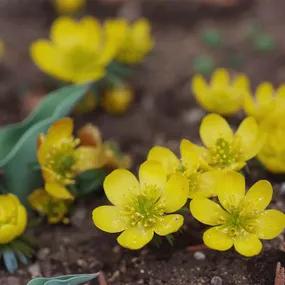 Aconite, Winter