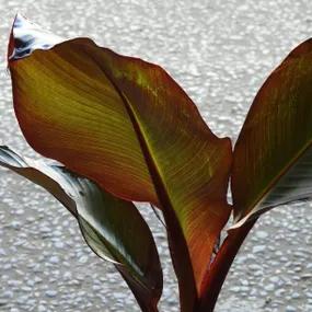 Hardy Ethiopian Black Banana Plants (Ensete ventricosum 'Maurelii')