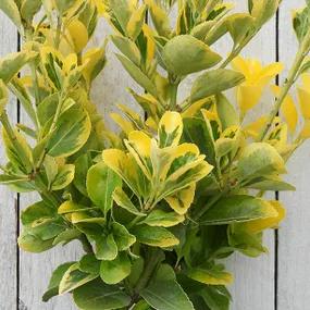 Ovatus Aureus Japanese Spindle Hedge Plants