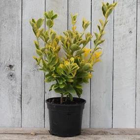 Potted Ovatus Aureus Japanese Spindle Hedge Plants