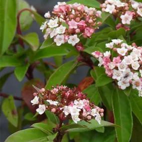 Viburnum tinus Eve Price Flowers in Autumn