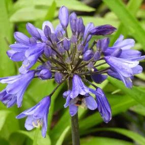 Ever Sapphire African Lily Plants (Agapanthus Ever Sapphire)