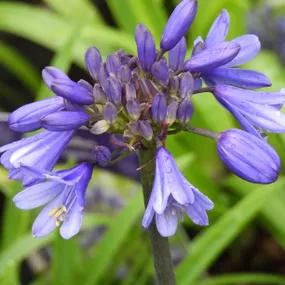 Ever Sapphire African Lily Plants (Agapanthus Ever Sapphire)