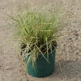 Evergold Sedge Grass (Carex oshimensis Evergold)